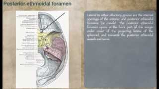 Posterior ethmoidal foramen [upl. by Sibelle]