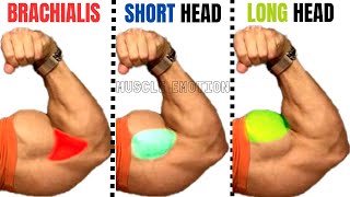 5 BEST SHORT HEAD BICEPS  LONG HEAD BICEPS  BRACHIALIS TO GET BIGGER ARMS [upl. by Rednasyl431]