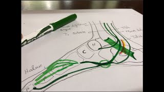 Dorsiflexion and Plantar Flexion of the Foot  Anatomy Body Movement Terms [upl. by Eesdnyl757]