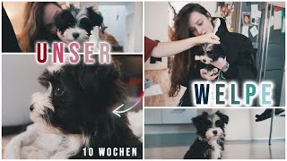 WILLKOMMEN IN DER FAMILIE🐶 Havaneser Welpe kommt nach Hause [upl. by Esinaej]