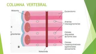 EMBRIOLOGÍA del sistema esquelético [upl. by Farrison]