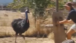 The Most DANGEROUS Bird in the WORLD cassowary Casuarius Cassowary [upl. by Rhett82]