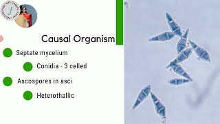 Blast Disease of Rice  Pyricularia  Magnaporthe  Plant pathogen [upl. by Hoye]