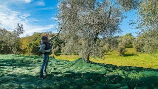 Come RACCOGLIERE le OLIVE Abbacchiatori e altri consigli [upl. by Banebrudge]