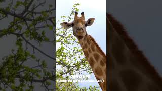 Giraffe  Giraffa camelopardalis [upl. by Arela]