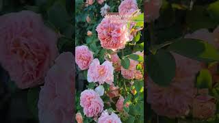 Alchymist Rose in all her beautiful goodness shortsvideo gardenshort gardening short flower [upl. by Michon]