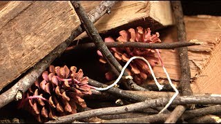 DIY Pinecone Fire Starters  Southern Living [upl. by Debbee]