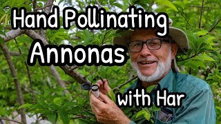 Hand Pollinating Annonas with Har [upl. by Omer]