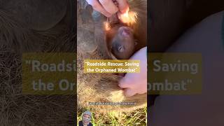 quotRoadside Rescue Saving the Orphaned Wombatquot wildlife animals rescue nature stray [upl. by Dan594]