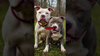 Pit bull dog facts  Fascinating facts about pit bull dog  facts about pit bull terrier [upl. by Eissim276]