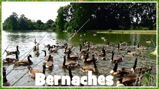 Branta canadensis  Linnaeus 1758  Anatidae  Bernache du Canada  ParisFrance  102017 [upl. by Airetahs]