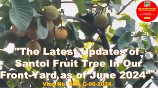 The Latest Updates of Santol Fruit Tree In Our Front Yard Accessible In Our Rooftop Container Garden [upl. by Ahsima]