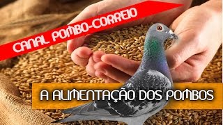 Alimentação dos pombos correios [upl. by Osborne]