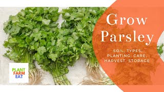 How to grow parsley indoors [upl. by Airdnax]