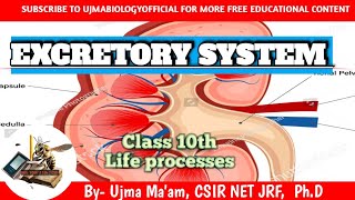 Excretory system  utsarjan tantra biology renal system  renal physiology  urine formation [upl. by Mohsen]