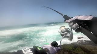 Silver Trevally Feeding Frenzy  Shimano Stradic FL 5000  Shimano Biomaster rod  Sufix 832 ghost [upl. by Dlaregztif733]