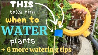 How often to water plants and how much to water [upl. by Acemaj]