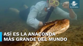 Captan a la anaconda más grande del mundo en la selva amazónica [upl. by Anihsit]