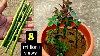 How To Grow Rose Plant From Cuttings  Grow Roses From Stem Cutting  Roses Cutting Idea [upl. by Quinby]