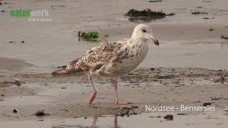 Silbermöwe I Larus Argentatus I European Herring Gull I Gaviota Argentea I Goeland Argente [upl. by Leffert]