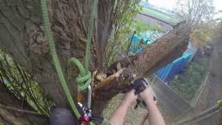 Arborist Removing a snaped hanger from a poplar Madestone Lockjack TampR Trees [upl. by Repohtsirhc]