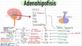 Fisiología de la Glándula Pituitaria y él Hipotálamo sus hormonas  Adenohipofisis y Neurohipofisis [upl. by Demona]