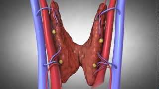 Parathyroid Glands and Hyperparathyroidism Amazing Animation [upl. by Kelci]