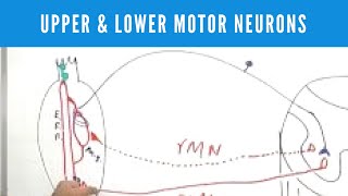 Upper and Lower Motor Neuron Lesions [upl. by Urbain]