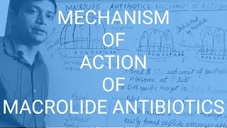 MACROLIDE ANTIBIOTICS Part3 Mechanism of Action [upl. by Rovner441]