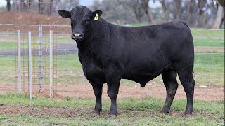 Lot 7 BHR22T331 Dunoon Spring Bull Sale 2024 [upl. by Ahsilahs]