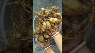 How to Save Dahlia Tubers for Next Season savedahliabulbs savedahliatubers shorts gardening [upl. by Zaragoza]