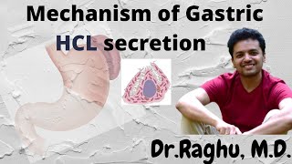 Mechanism of Gastric Acid HCL secretion  Post Prandial Alkaline tide [upl. by Leitman]