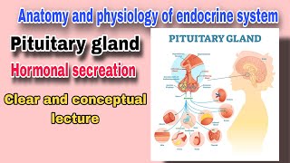 Pituitary gland and its Hormone  The Master Gland  By AbuBakar Med Plus [upl. by Heffron687]