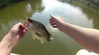 Live target Golden Shiner for BASS [upl. by Schmitt480]