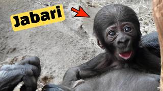 Meet Jabari Austrias First Baby Gorilla Born [upl. by Trauner820]