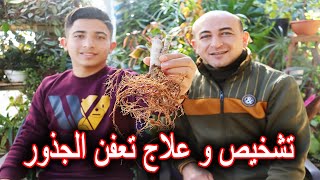 تشخيص و علاج تعفن جذور النباتات [upl. by Eirellav]