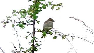 red backed shrike 3 Carlton Marshes 30 June 2024 [upl. by Amling770]