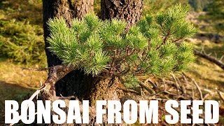 How I grow Bonsai From Seed [upl. by Iadrahs145]