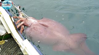 Everyone should watch this Fishermens video  Fastest Giant Squid Fishing and Processing Skills [upl. by Lesslie]