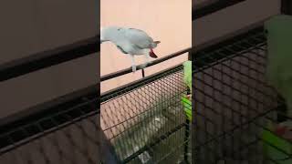 Grey Parrot Green Parrot Talking 😱 [upl. by Trant628]