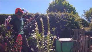 trimming a hawthorn cottage hedge [upl. by Elsi178]