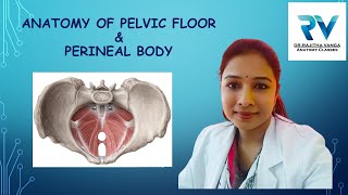 Anatomy of Pelvic Diaphragm amp Perineal Body by Dr Rajitha Vanga [upl. by Barron]