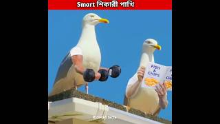 Smart শিকারী পাখি 🐦 Seagull bird shorts birds ytshorts [upl. by Esilehc]