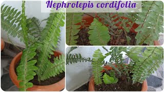 nephrolepis cordifolia boston fern  how to divide fern plant ferns [upl. by Ahtabat]