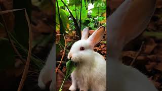 RABBIT EATING LEAF 🍃 rabbitfood bunny rabbiteating rabbitpetlifestyle cuteanimal petsanimals [upl. by Ynner]