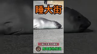 【誤解】海豹求助人類卻被誤解，它到底想說什麼animal animals wildanimals wildlife 動物世界 nature wild 獅子野生 [upl. by Don364]