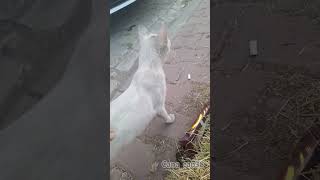 Köfteci Yusuf cuma kediler catvideos asmr katze dua destek keşfet merhamet [upl. by Rufe]