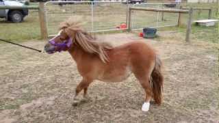 Pony with laminitis vet check [upl. by Anircam]