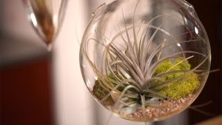 How to Make Air Plant Terrariums [upl. by Pulsifer]