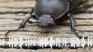 Rhinoceros Beetle defensive sound  Australian Insects [upl. by Kotick]